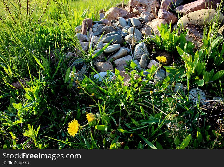 Plant, Vegetation, Flora, Grass