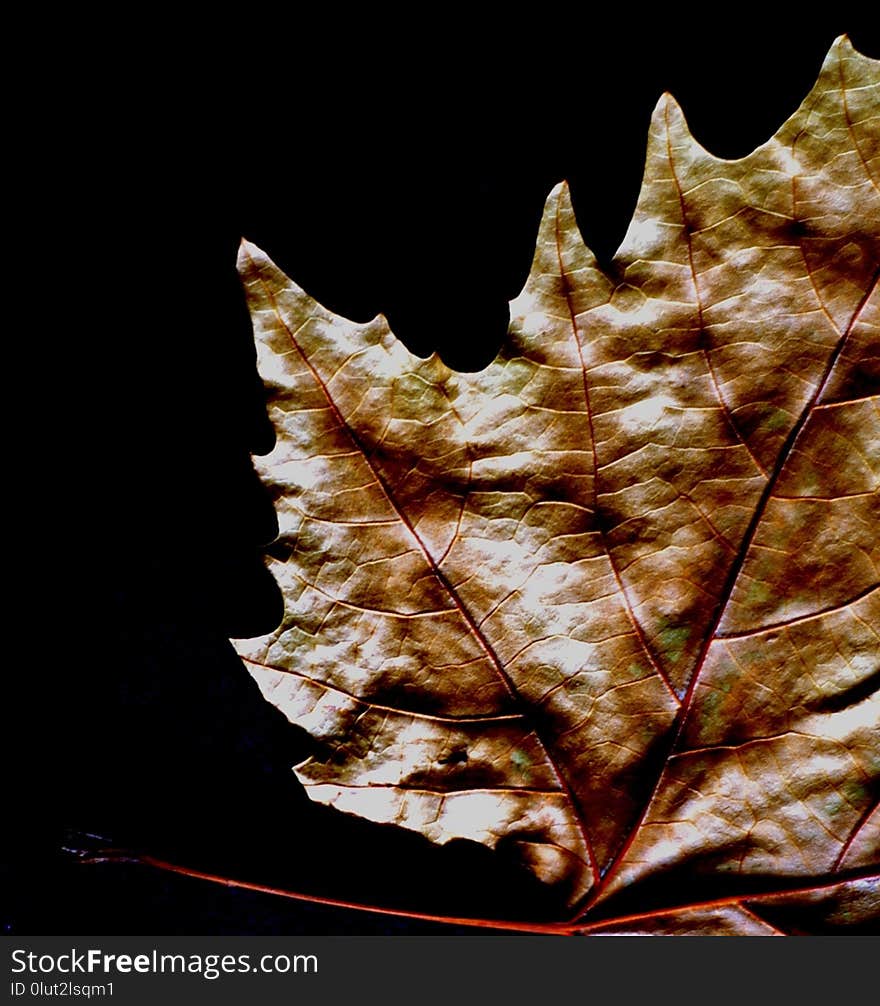 Leaf, Plant, Maple Leaf, Organism