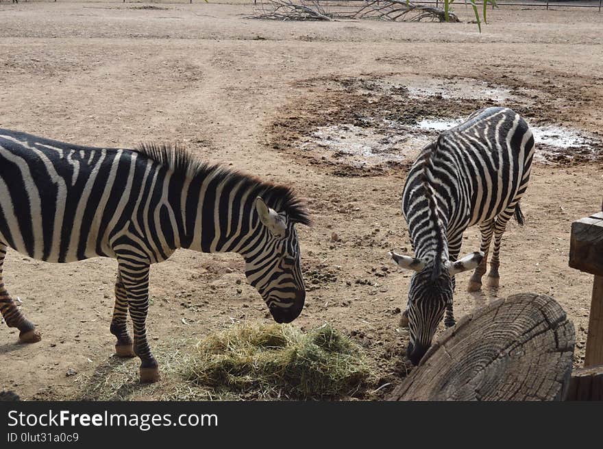 Wildlife, Zebra, Terrestrial Animal, Fauna