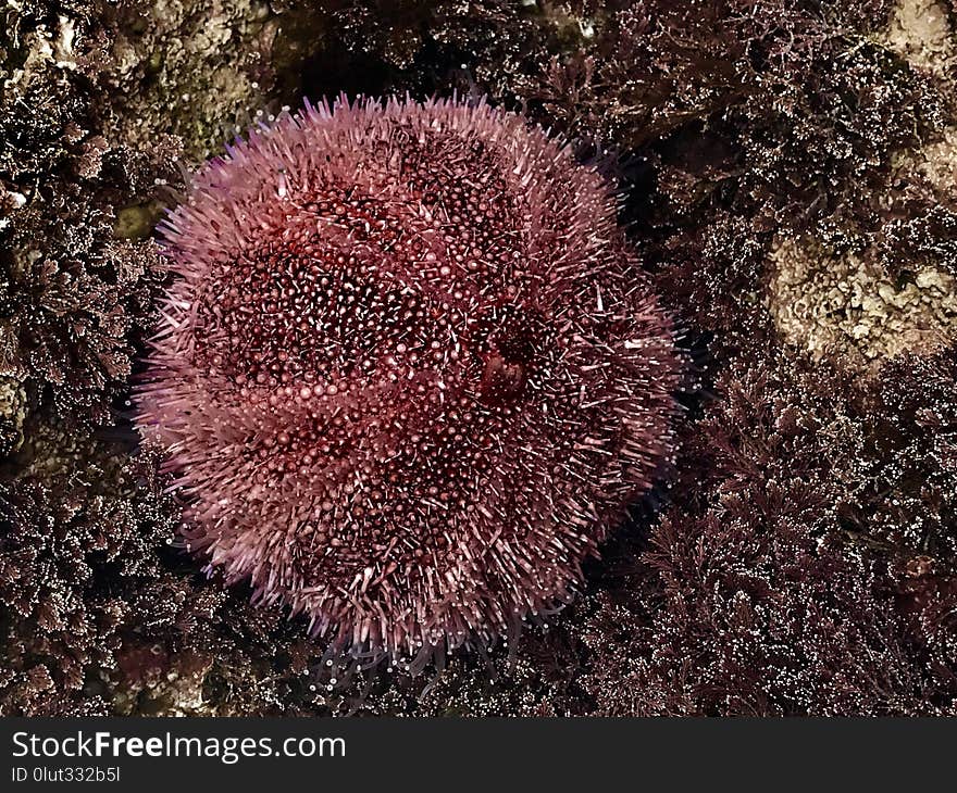 Sea Urchin, Marine Invertebrates, Invertebrate, Echinoderm