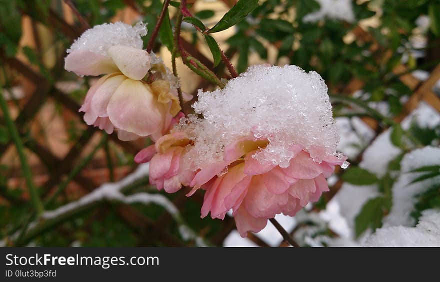 Flower, Pink, Plant, Flowering Plant