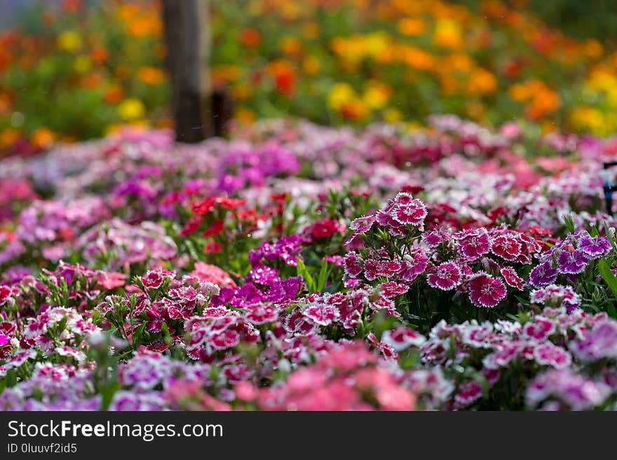 Beautiful Background of blooming Snowfire, China Doll, China Pink flower, pink Dianthus flowers & x28;Dianthus chinensis& x29; or Rainbow Pink flower in natural field, beauty, blossom, botany, bouquet, bright, closeup, colorful, decoration, flora, floral, fragrant, fresh, garden, green, leaf, light, macro, nature, outdoor, pattern, petal, plant, red, season, selective, spring, summer, sweet, tropical, white, william