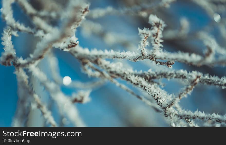 White Snowflake On Tree Branch ; Beautiful Place Travel In Japan