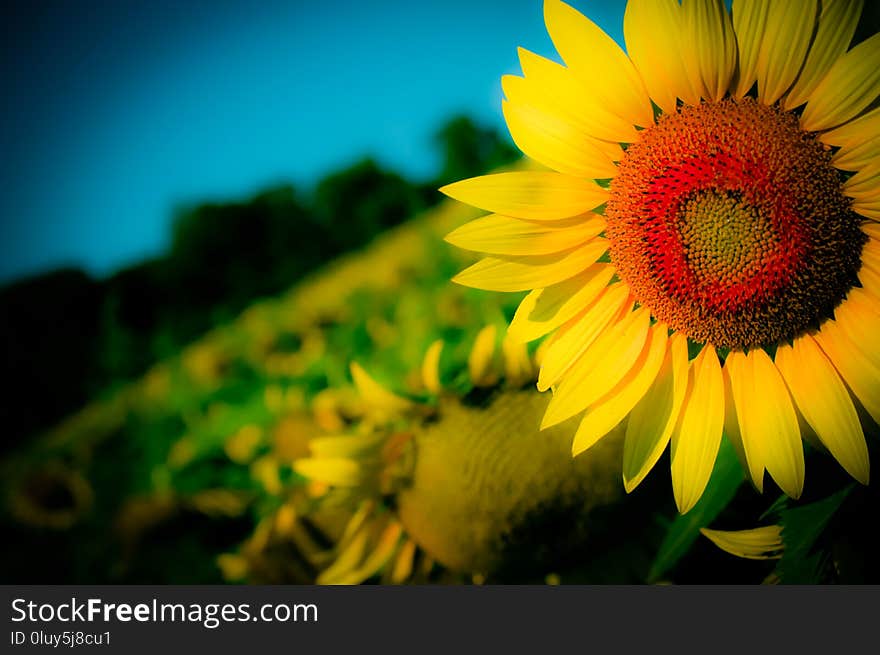 Sunflower field on Long Island with a special up close focus of a sunflower on the right. Perfect picture for any website or magazine focusing on the outdoors. Sunflower field on Long Island with a special up close focus of a sunflower on the right. Perfect picture for any website or magazine focusing on the outdoors.