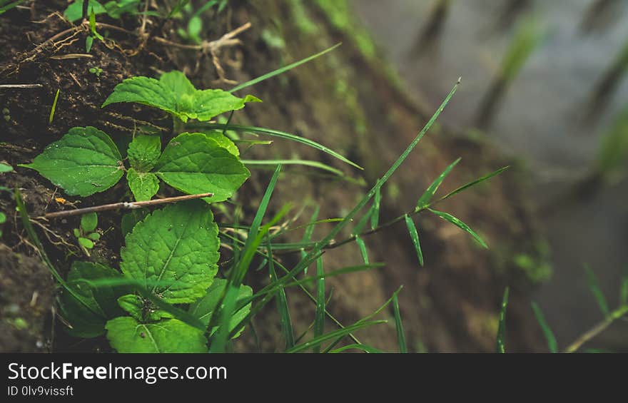 Fresh Green Leaf Tree Garden With Natural Forest View Background