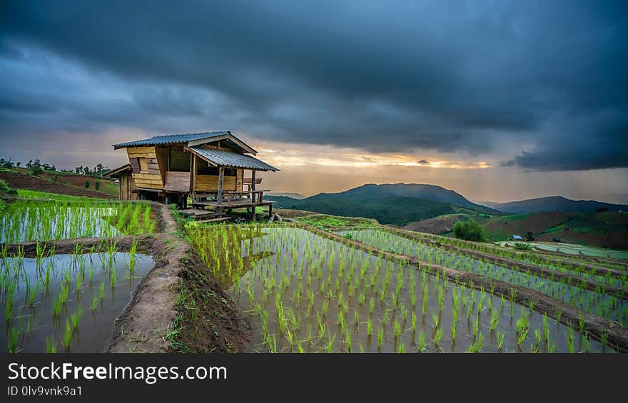 Cottage Paddy Green Field Plantation Landscape With Mountain View Background