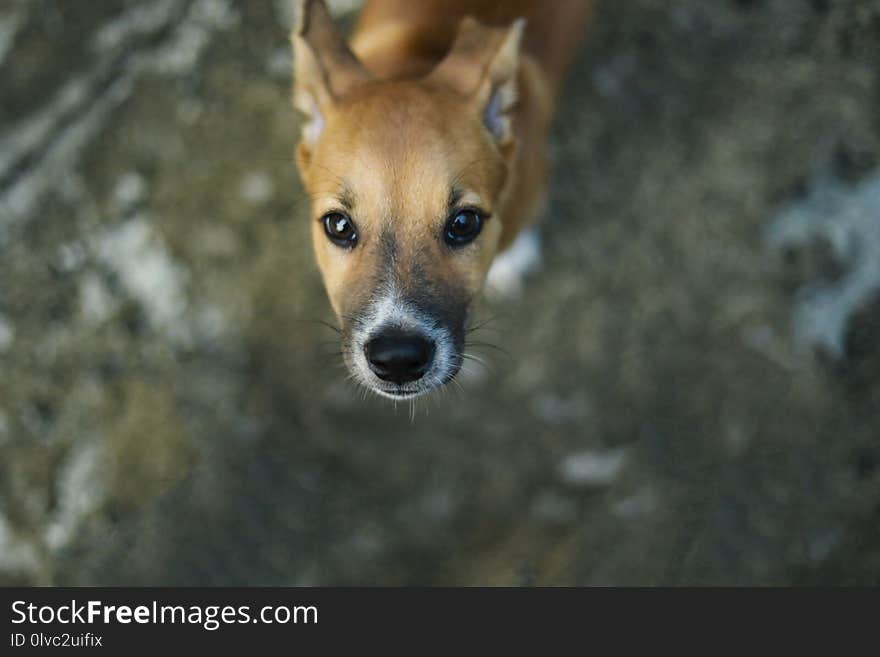 Dog looking up to the camera ,selection focus .