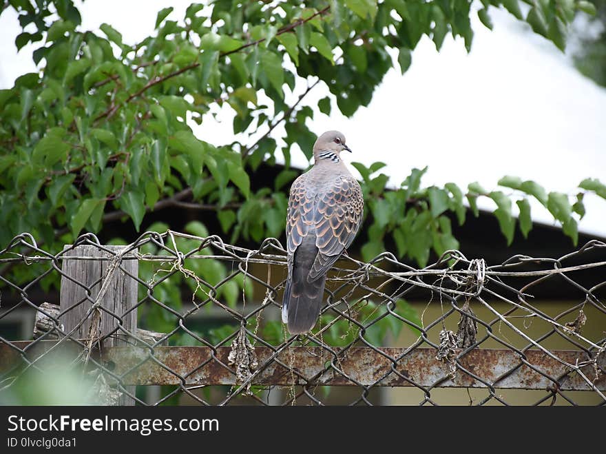 Bird, Fauna, Beak, Tree