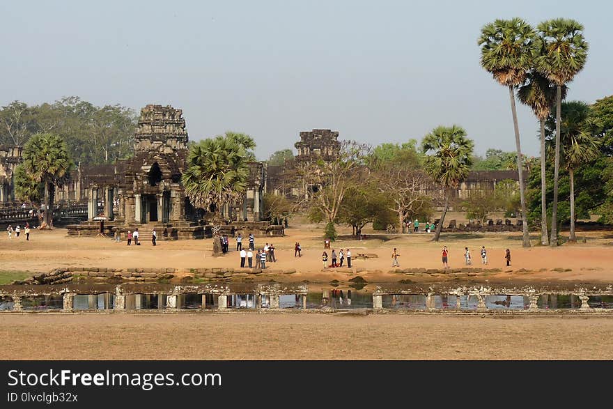 Tree, Historic Site, Tourist Attraction, Palm Tree