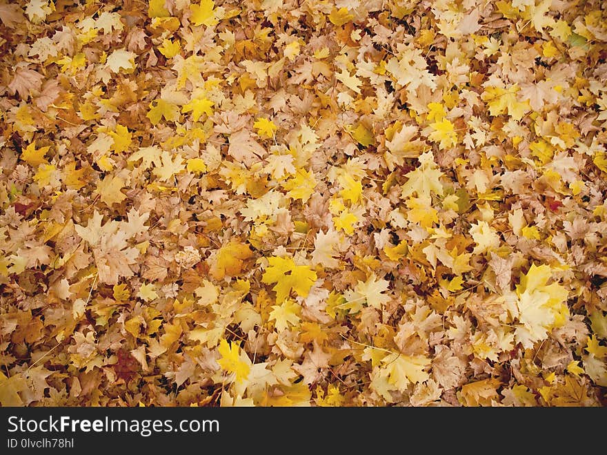 Yellow, Autumn, Leaf, Deciduous