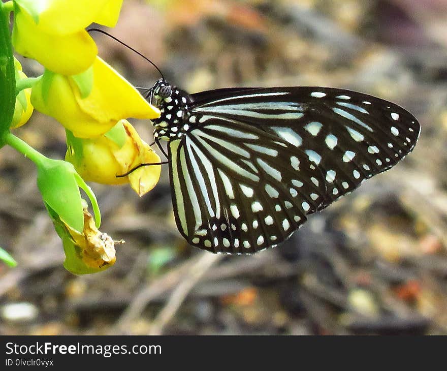 Butterfly, Moths And Butterflies, Insect, Invertebrate