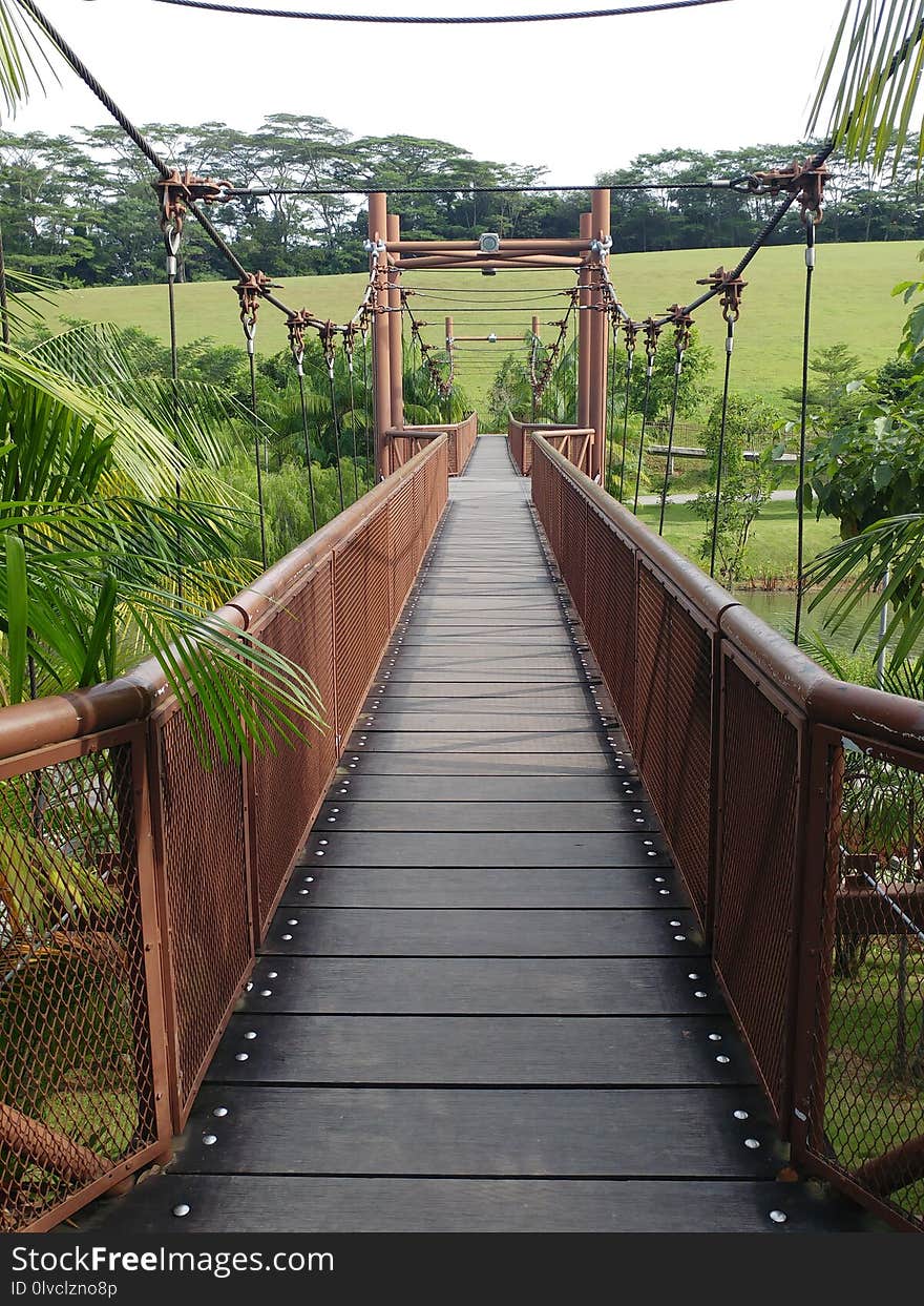 Bridge, Suspension Bridge, Walkway, Path