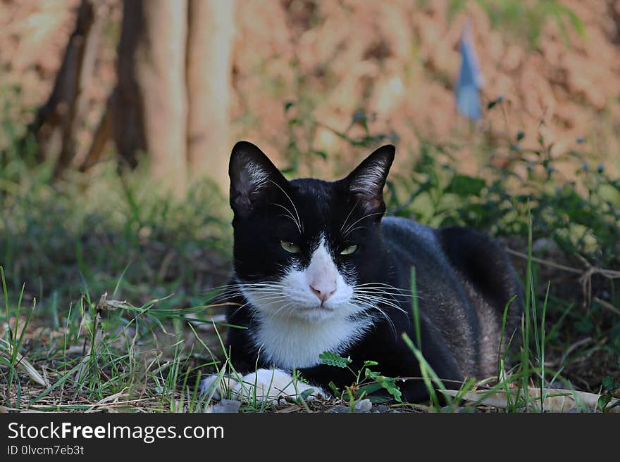 Cat, Whiskers, Fauna, Small To Medium Sized Cats