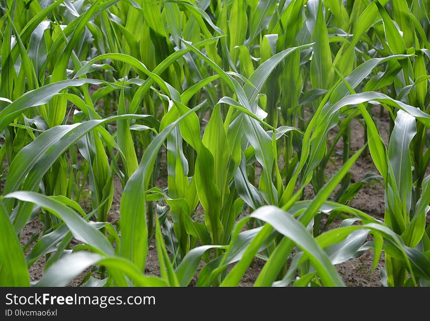 Plant, Crop, Field, Grass