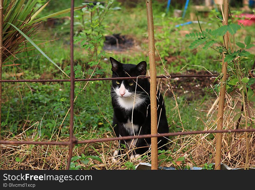 Cat, Fauna, Small To Medium Sized Cats, Plant