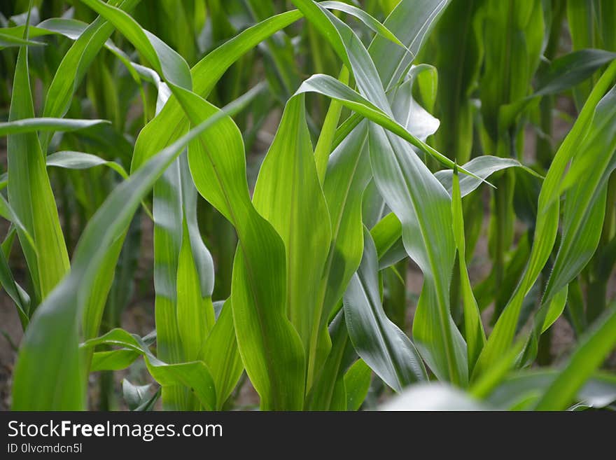 Plant, Leaf, Vegetation, Grass