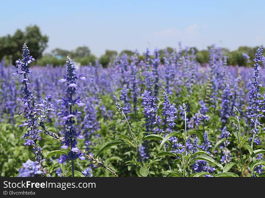 Plant, Lavender, Common Sage, Lupinus Mutabilis