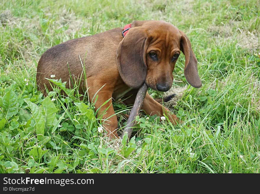 Dog, Dog Breed, Dog Like Mammal, Grass