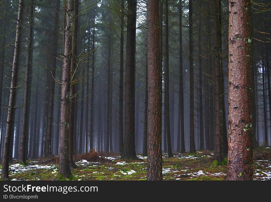 Forest, Ecosystem, Spruce Fir Forest, Woodland