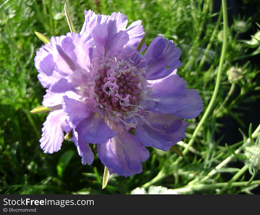 Flower, Purple, Plant, Flowering Plant