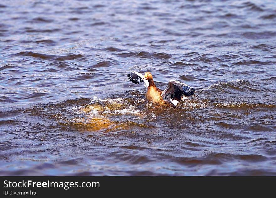 Water, Bird, Duck, Water Bird