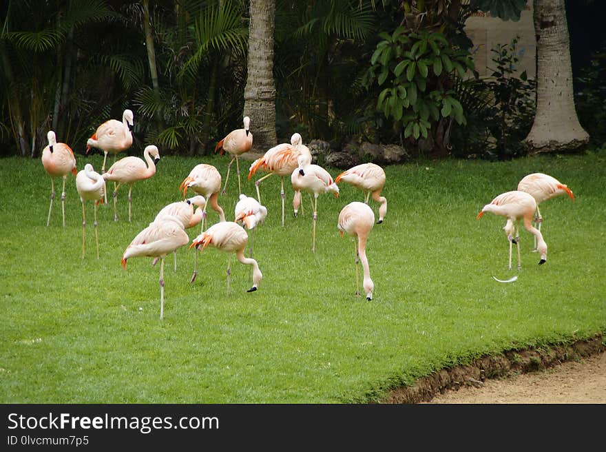 Flamingo, Water Bird, Bird, Beak