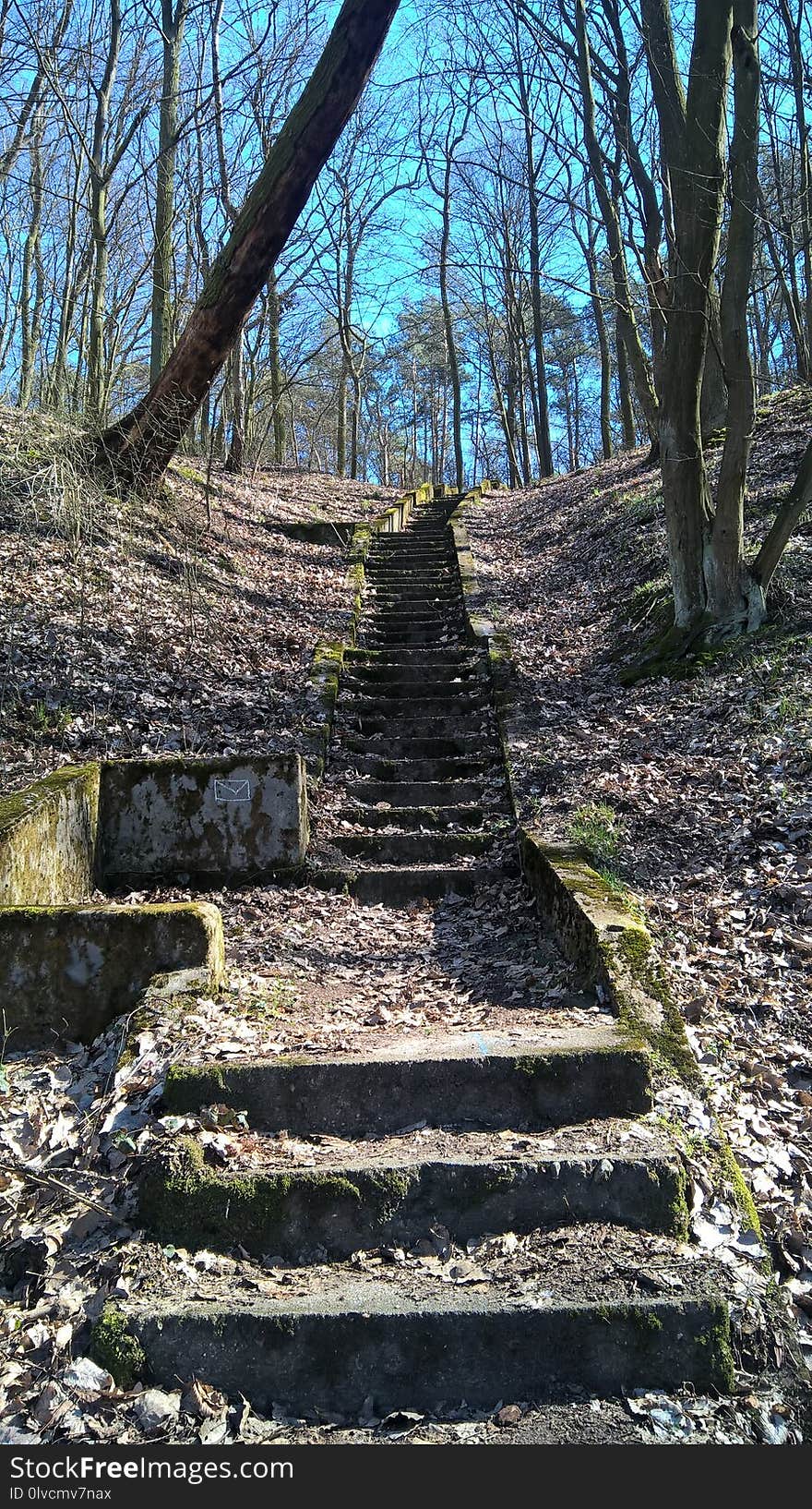 Path, Wall, Tree, Ruins