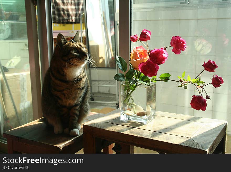 Flower, Cat, Mammal, Small To Medium Sized Cats