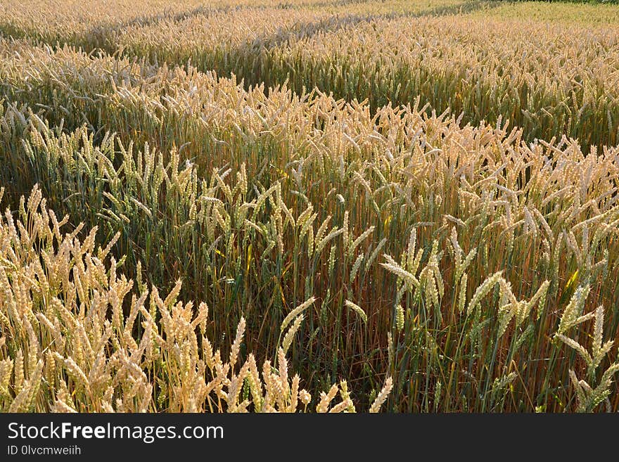 Grass Family, Crop, Field, Food Grain