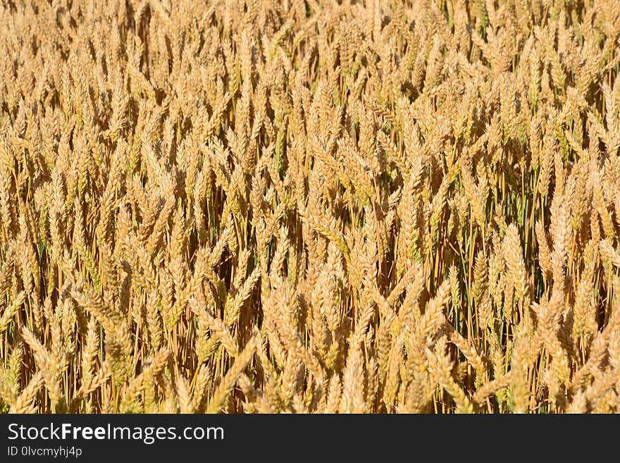 Food Grain, Wheat, Grass Family, Field