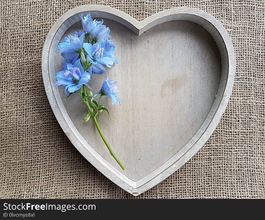 Dishware, Petal, Plate, Flower