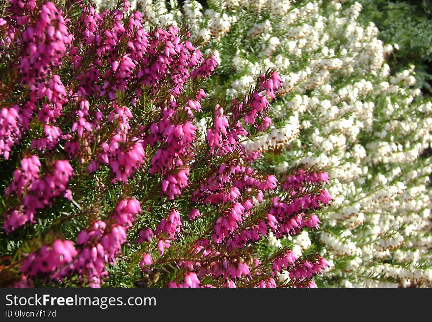 Plant, Flower, Pink, Flora