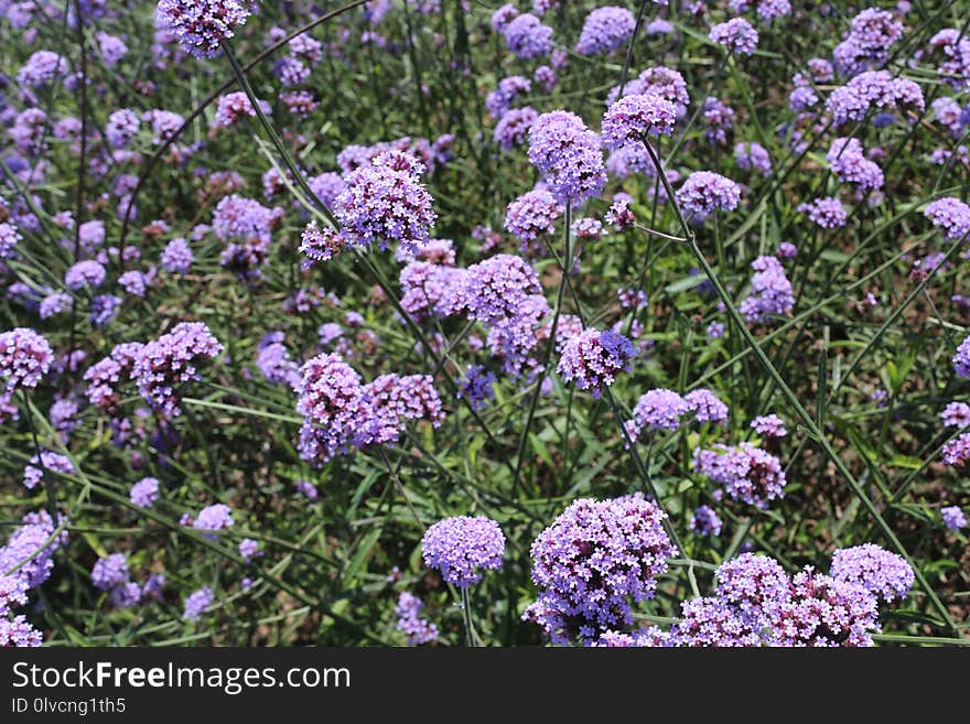 Plant, Flower, Purple, Shrub