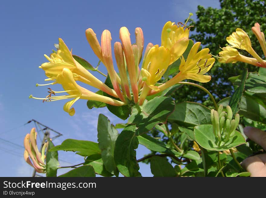 Flower, Plant, Honeysuckle, Honeysuckle Family