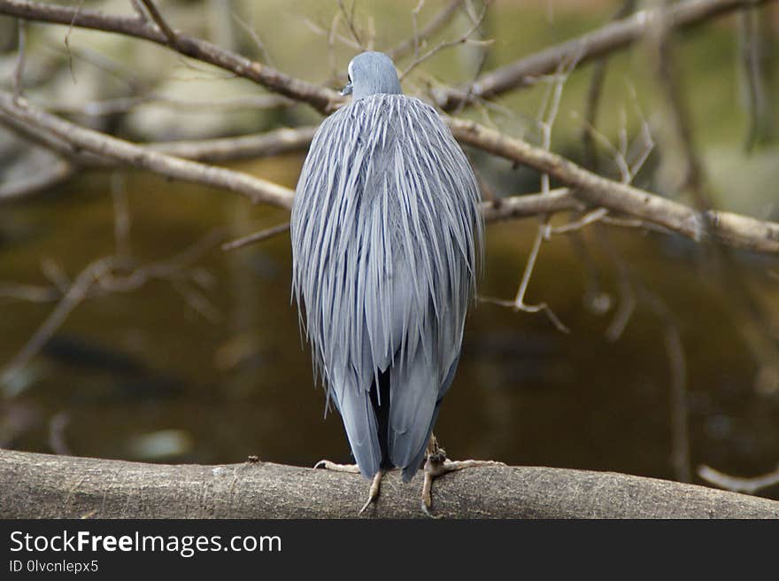 Bird, Beak, Fauna, Feather