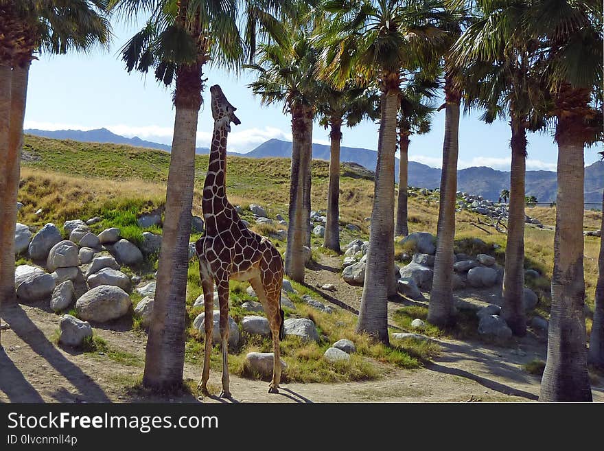 Tree, Arecales, Giraffe, Palm Tree