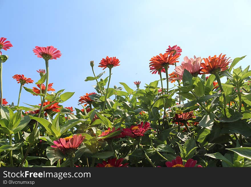 Flower, Plant, Flora, Flowering Plant