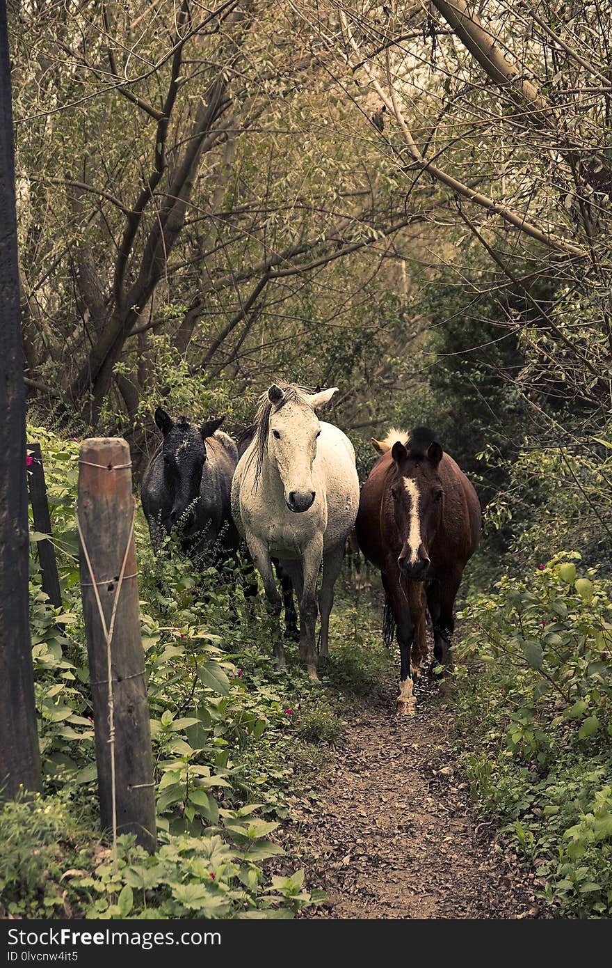 Tree, Woody Plant, Cattle Like Mammal, Wildlife