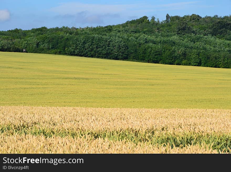 Field, Grassland, Crop, Grass Family