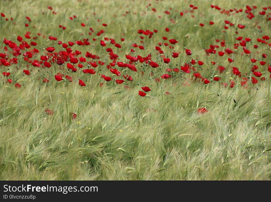 Ecosystem, Field, Flower, Grass