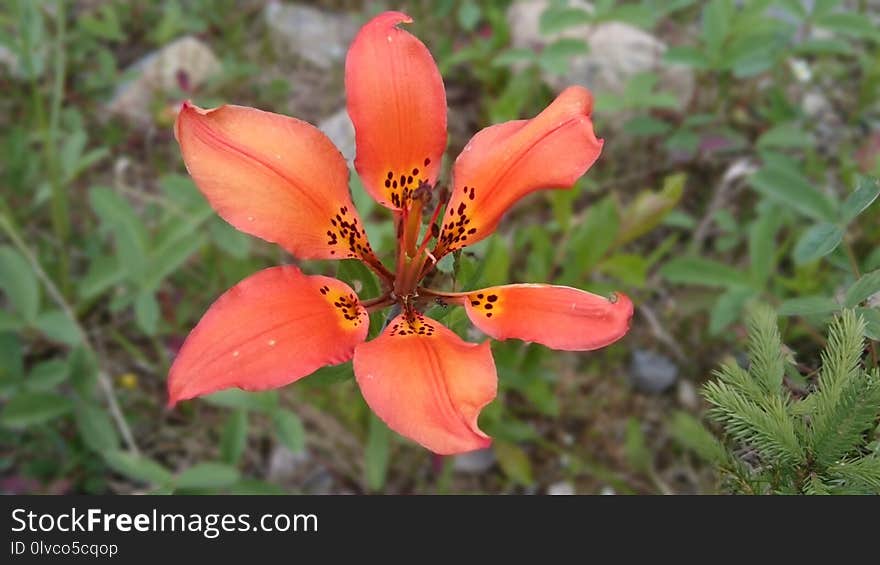 Flower, Flora, Plant, Lily