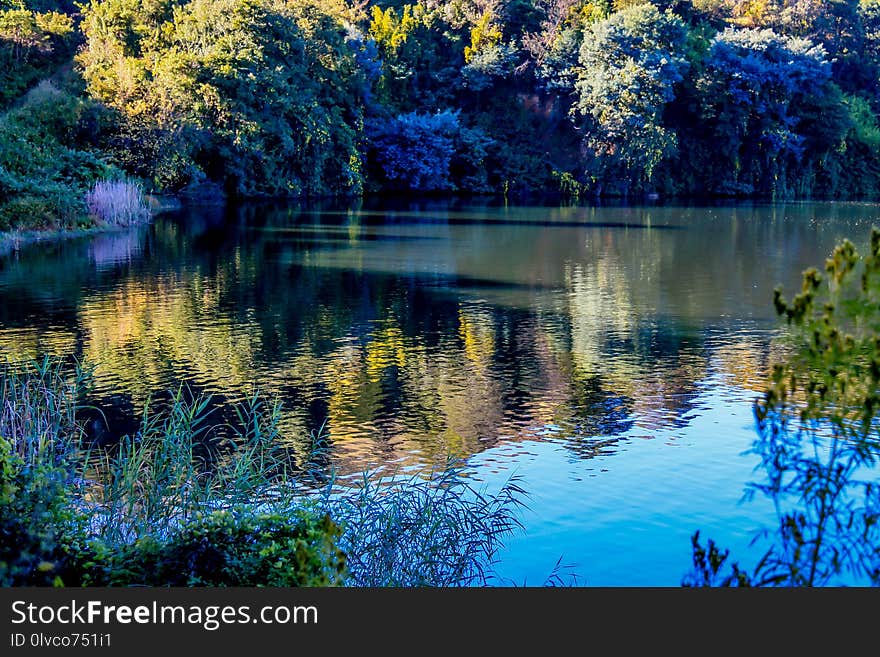 Reflection, Water, Nature, Leaf