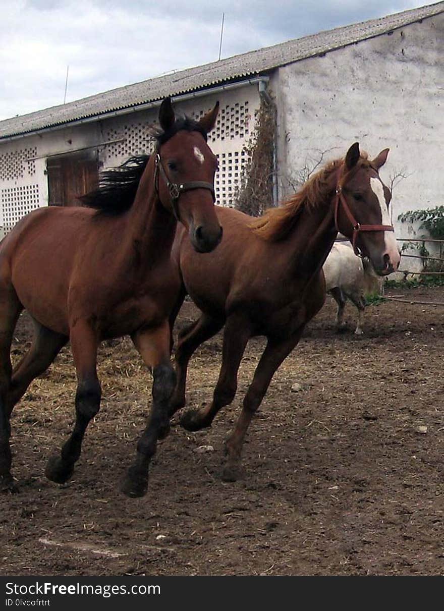 Horse, Mare, Bridle, Halter