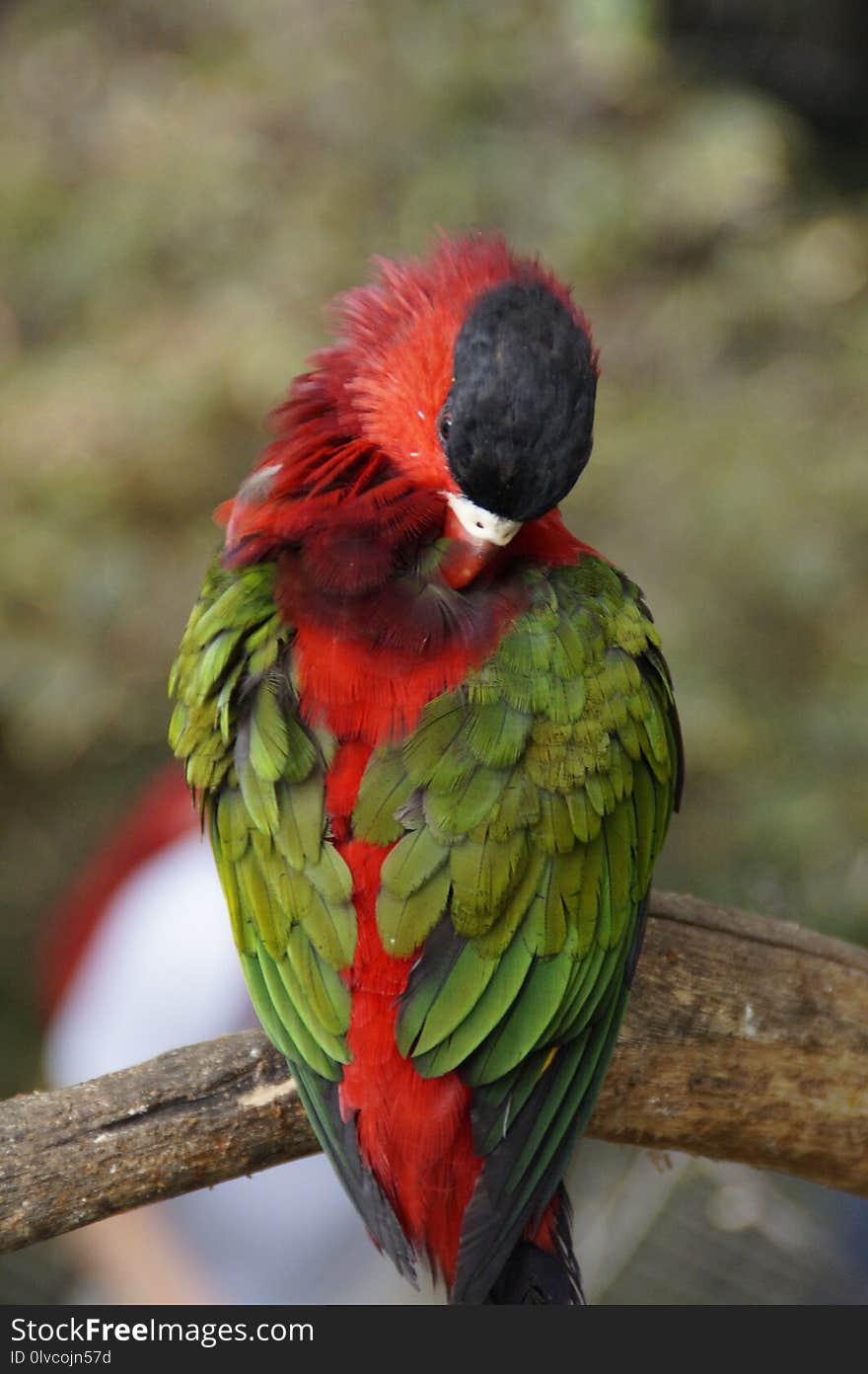 Bird, Parrot, Beak, Macaw