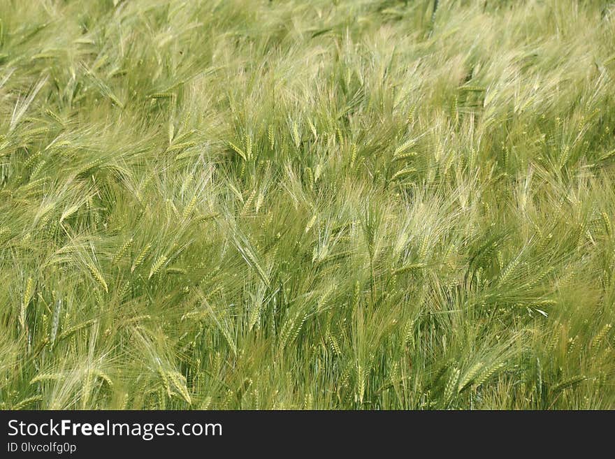 Ecosystem, Grass, Triticale, Food Grain