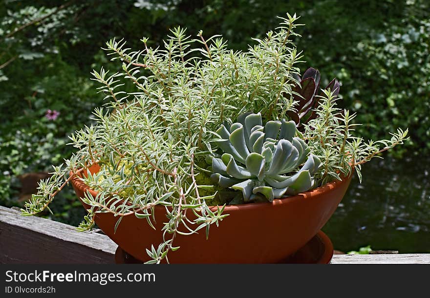 Plant, Flowerpot, Flower, Flora