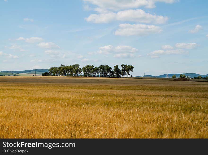 Grassland, Plain, Field, Ecosystem