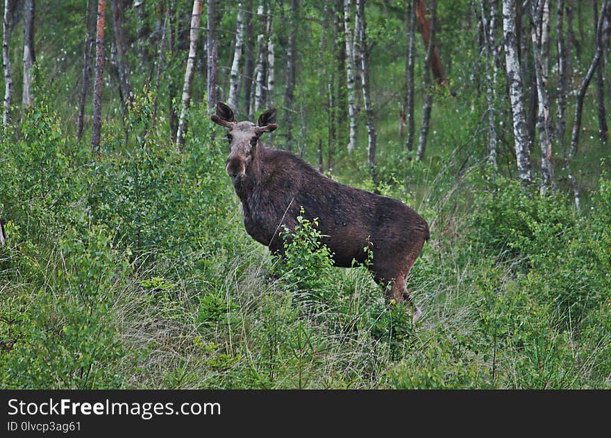 Wildlife, Nature Reserve, Fauna, Wilderness