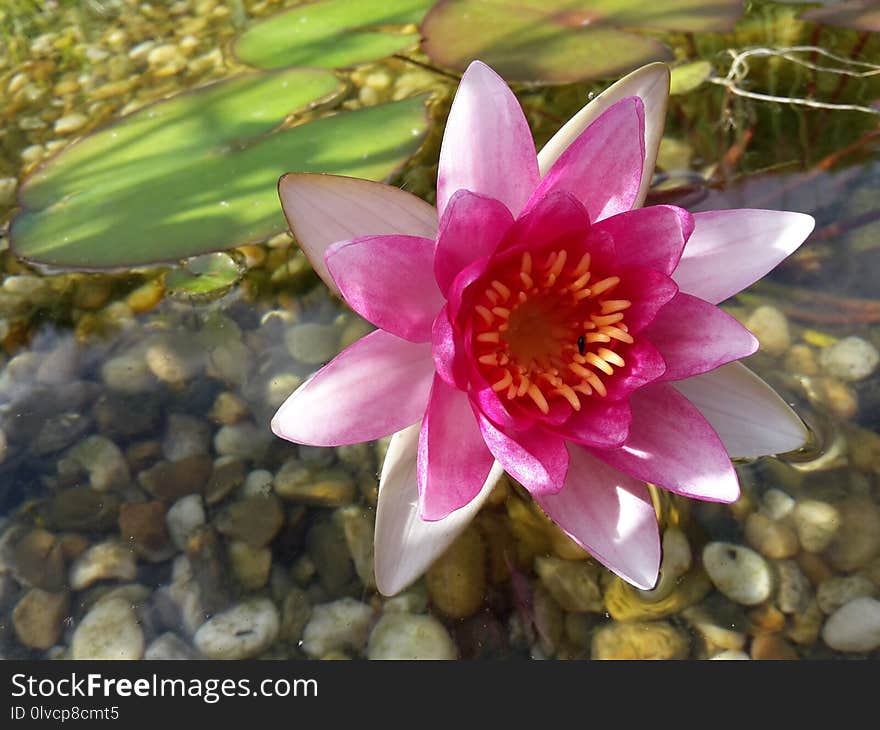 Flower, Plant, Flora, Flowering Plant