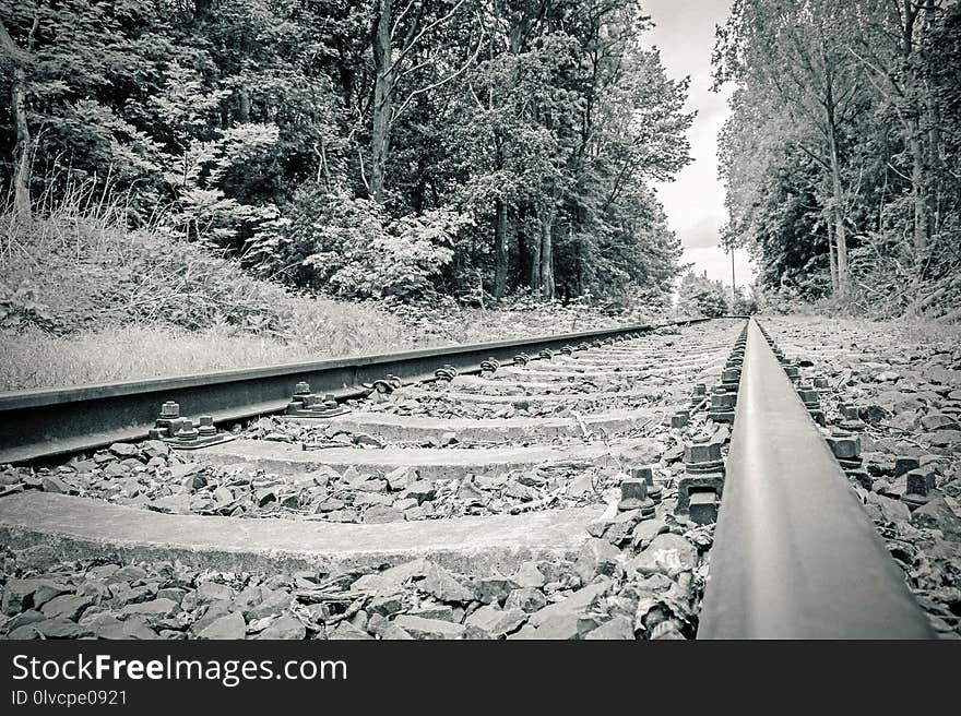 Track, Nature, Snow, Tree